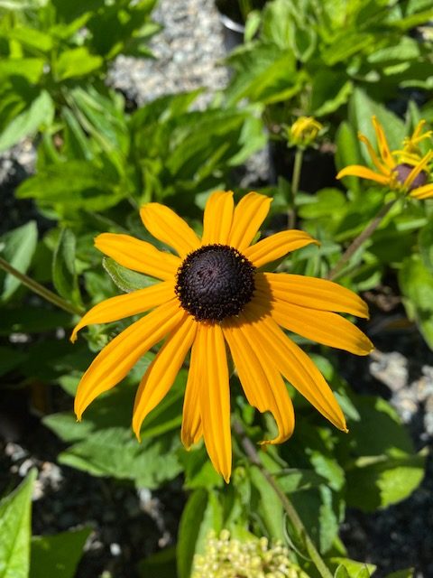 Black-eyed Susan