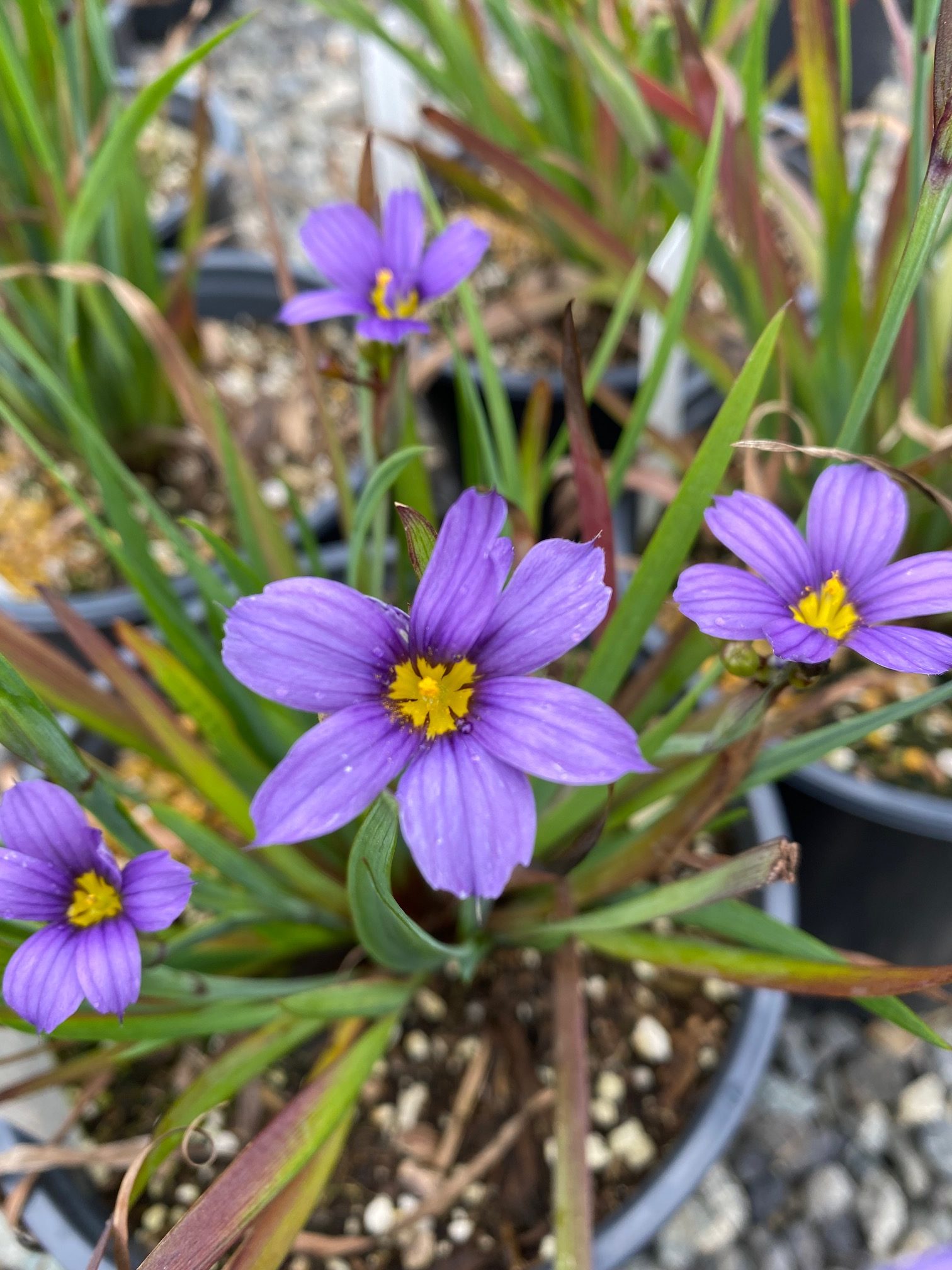 Blue-eyed Grass