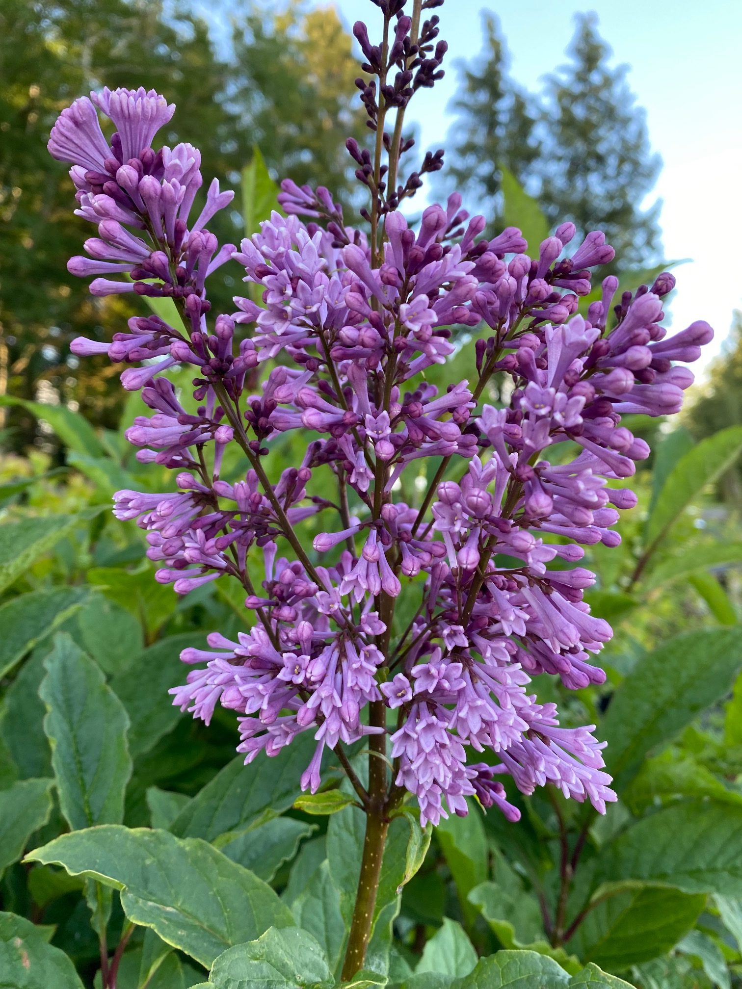 Late Lilac