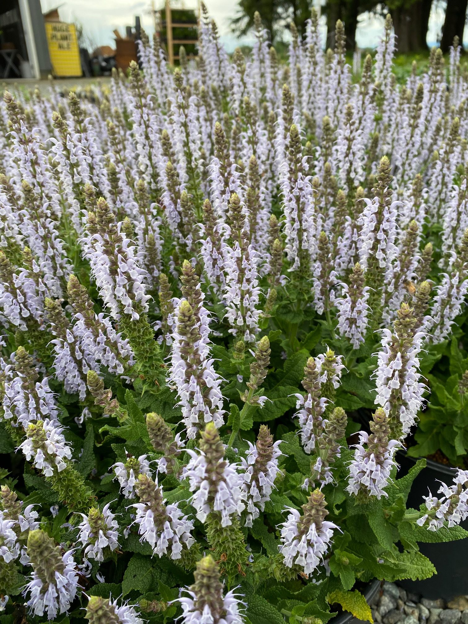 White Salvia