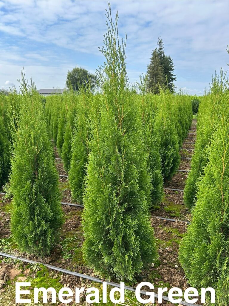 Emerald Green Arborvitae narrow evergreen hedge tree commonly planted for privacy in Washington State neighborhoods