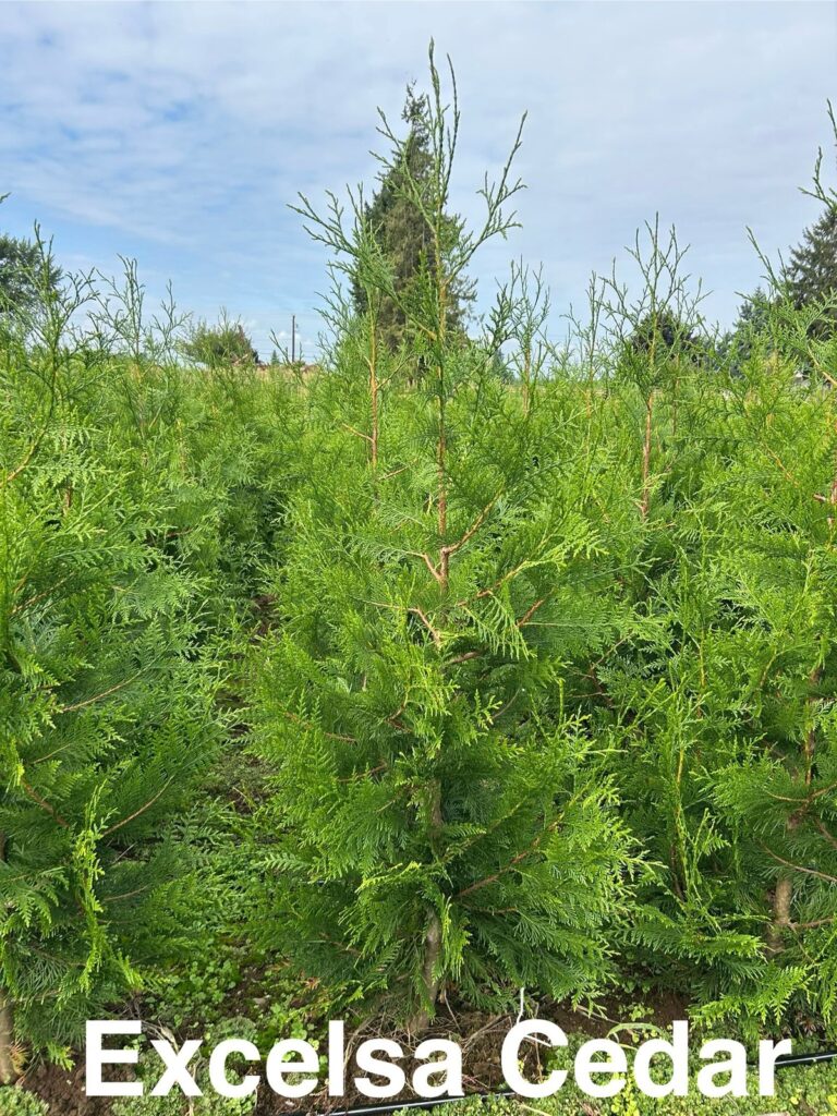 Excelsa Red Cedar hedge tree native to the Pacific Northwest, popular for privacy in Washington landscapes
