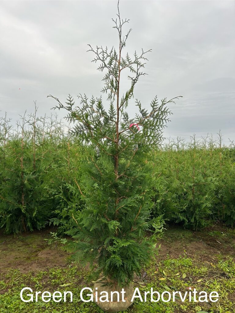 Green Giant Arborvitae evergreen used for tall privacy hedges in Washington State yards