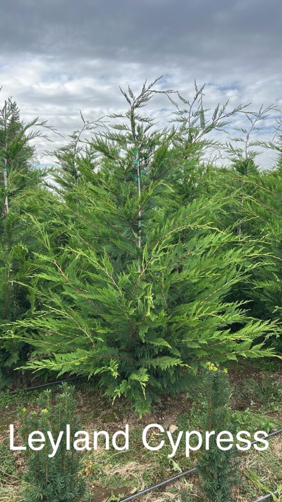 Leyland Cypress hedge plant used for fast-growing privacy screens in Washington State landscapes