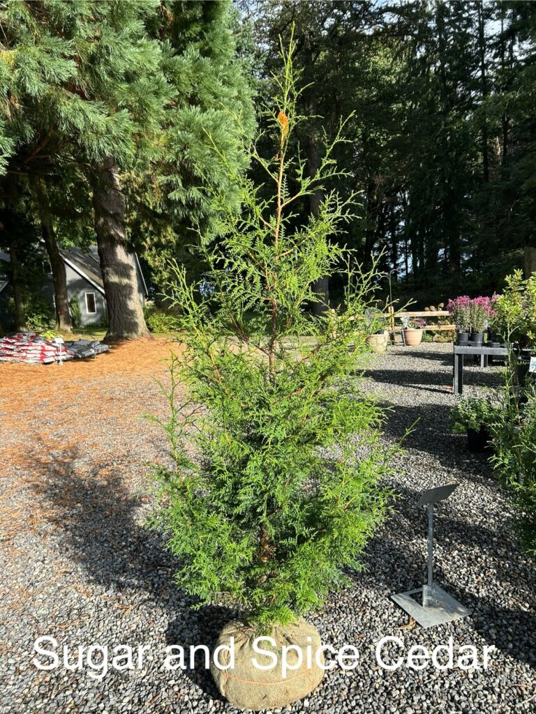 Sugar and Spice Red Cedar compact evergreen used for narrow privacy hedges in Washington’s Pacific Northwest climate