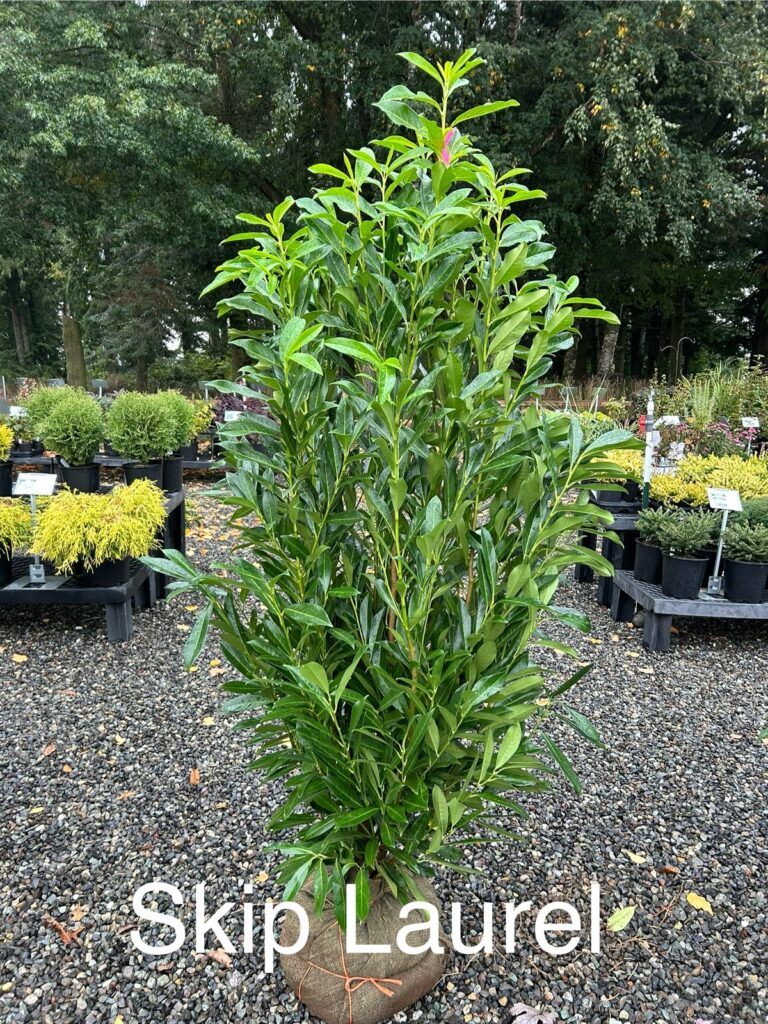 Skip Laurel evergreen shrub with glossy leaves, ideal for medium-height privacy hedges in Washington State