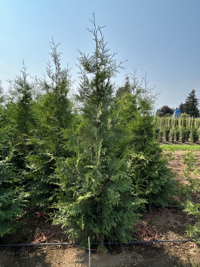 Green Giant Arborvitae evergreen used for tall privacy hedges in Washington State yards