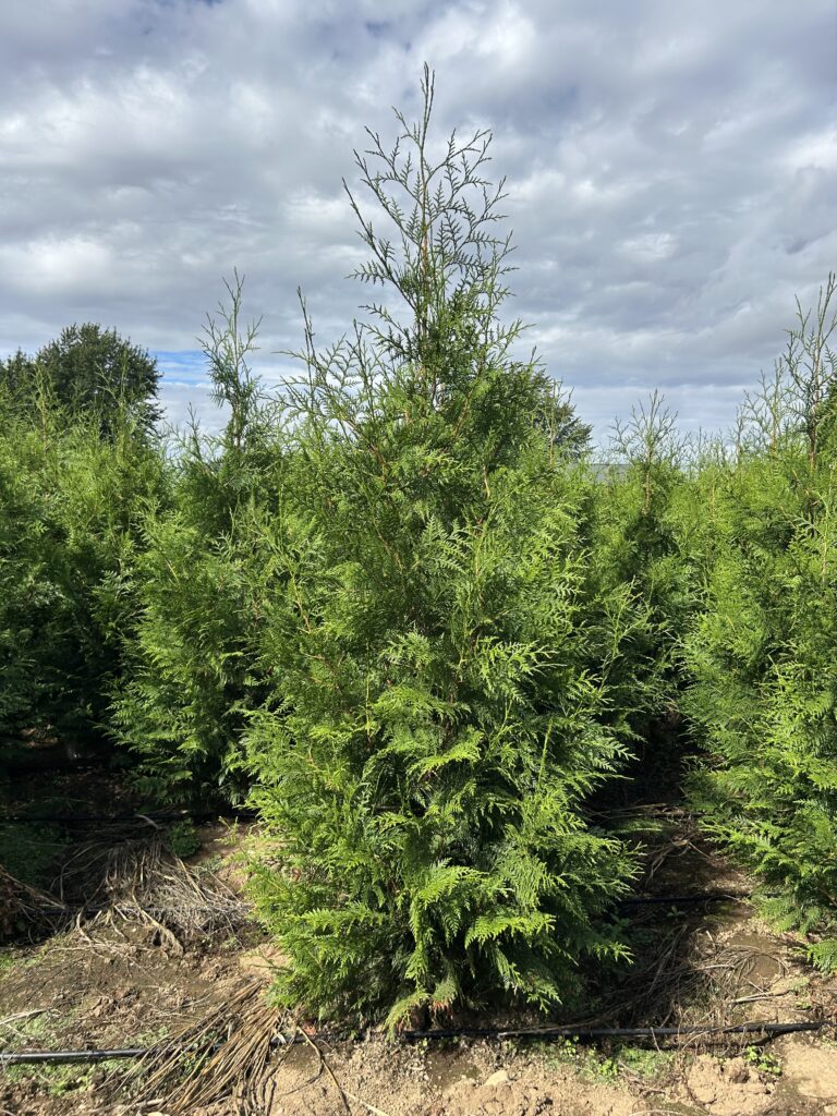 Excelsa Red Cedar hedge tree native to the Pacific Northwest, popular for privacy in Washington landscapes