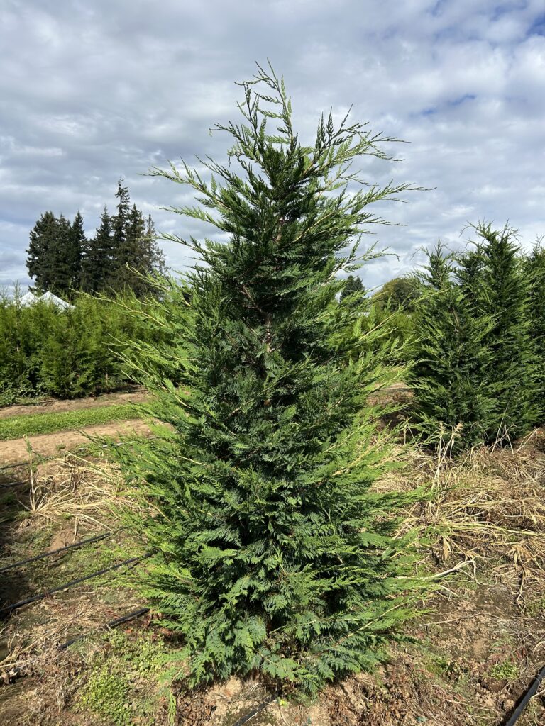 Leyland Cypress hedge plant used for fast-growing privacy screens in Washington State landscapes