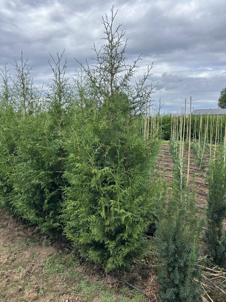 6-7' Sugar and Spice Red Cedar